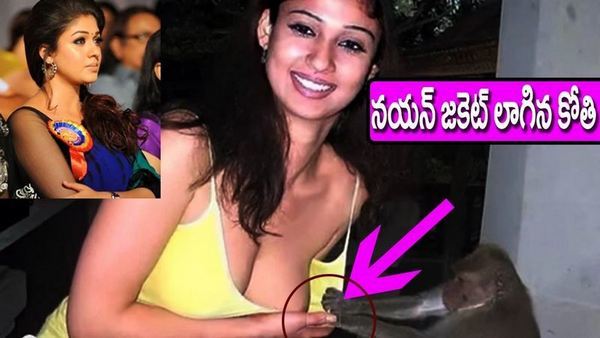 Shocking Video Monkey Pulling Actress Nayantara Top